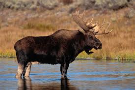 moose