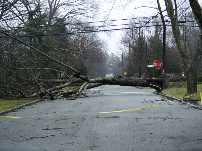 fallen tree