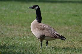 goose