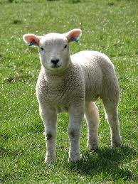 lamb