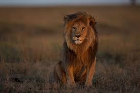 lion