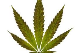 marijuana