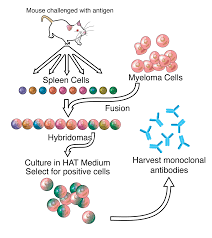 monoclonal