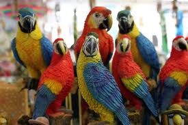 parrots
