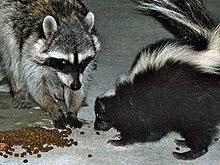 RACOON