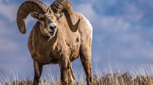 ram