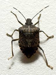 stink bug
