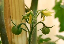 tomato