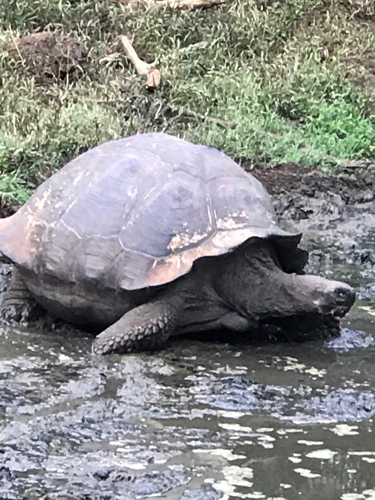 turtle